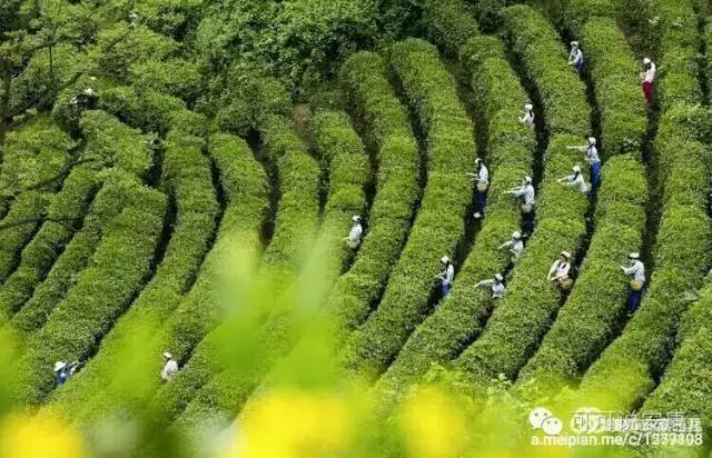 安康富硒茶：让你说得清楚、喝得明白?。ǜ晃柚饕阅睦铮? class=