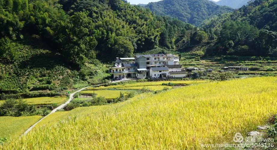 富硒小麦怎么种植(富硒小麦种植技术)-硒宝网