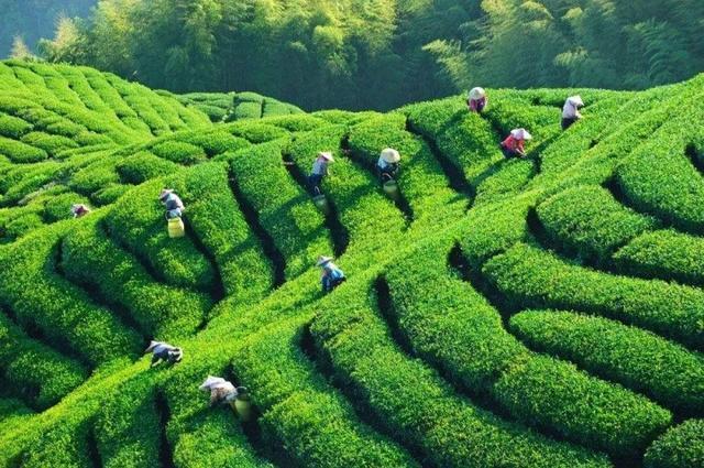 富硒茶产地有哪些(安康富硒茶主要产自哪里)-硒宝网