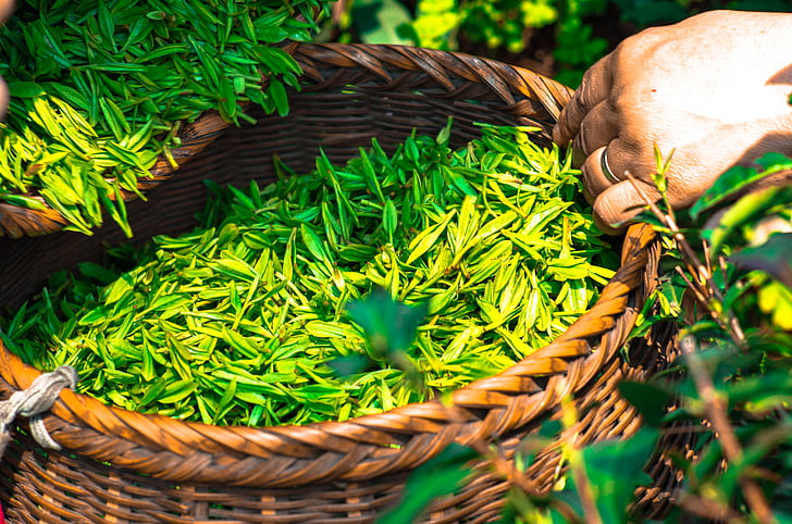 富硒茶叶国家标准(茶叶的富硒标准)-硒宝网