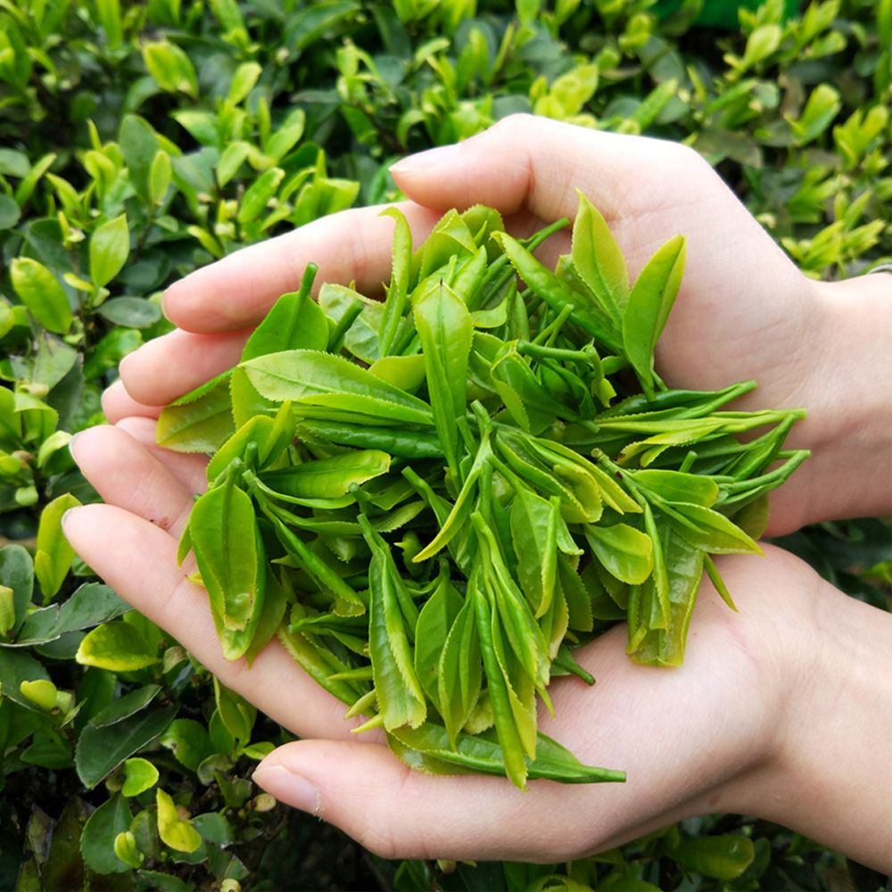 恩施富硒茶十大排名(湖北恩施什么茶最有名)-硒宝网