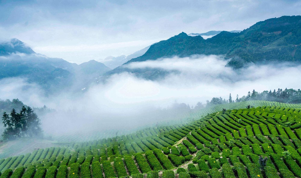 富硒茶哪个产地最好(中国富硒茶哪些地方产)-硒宝网