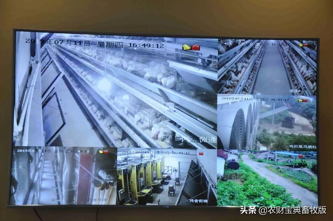 无抗富硒鸡蛋好不好(无抗富硒鸡蛋什么意思)-硒宝网