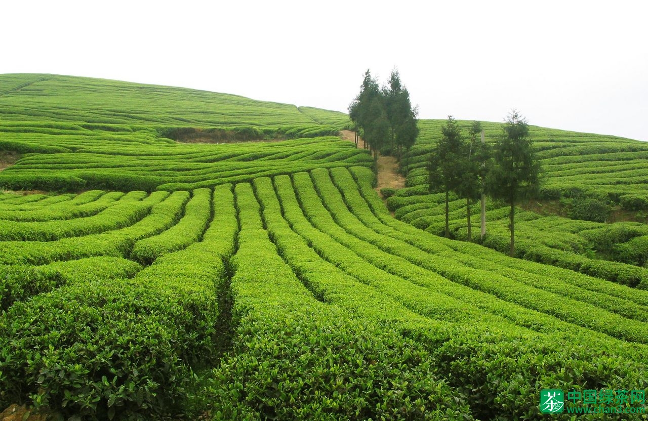 中央电视台报道开阳富硒茶(开阳富硒茶价格)-硒宝网