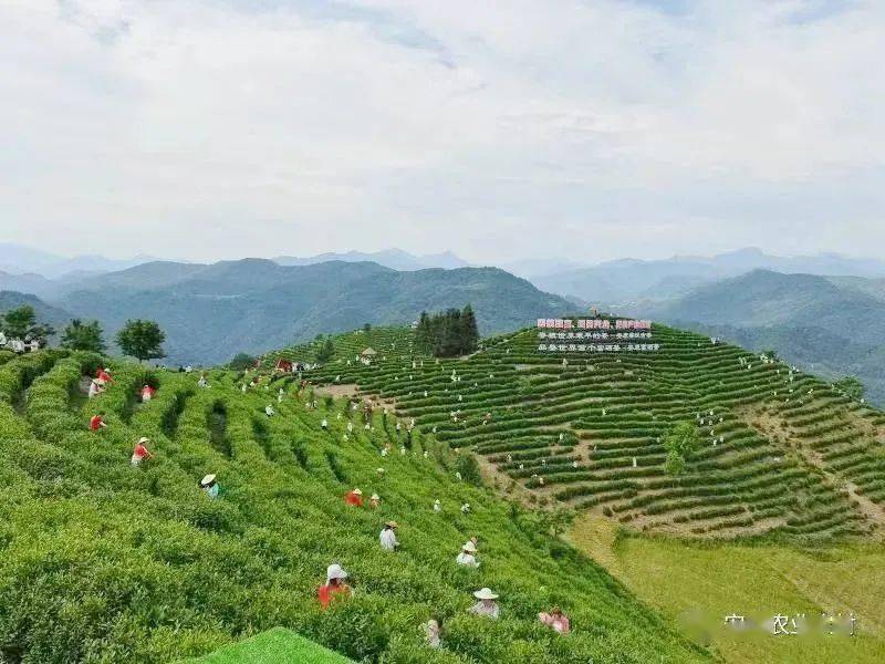 中国富硒茶产地(中国富硒茶哪些地方产)-硒宝网
