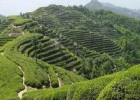 富硒茶产地排名前十(中国十大富硒茶品牌)-硒宝网