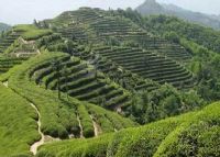 富硒茶产地排名前十(中国十大富硒茶品牌)-硒宝网