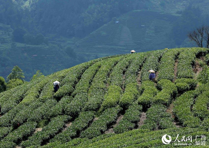 重庆市哪里有卖富硒茶的(重庆富硒小镇)-硒宝网