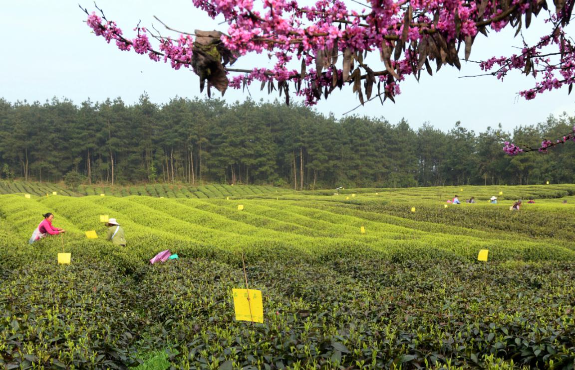 怎么推广贵州锌硒茶叶(贵州锌硒茶业发展有限公司)-硒宝网