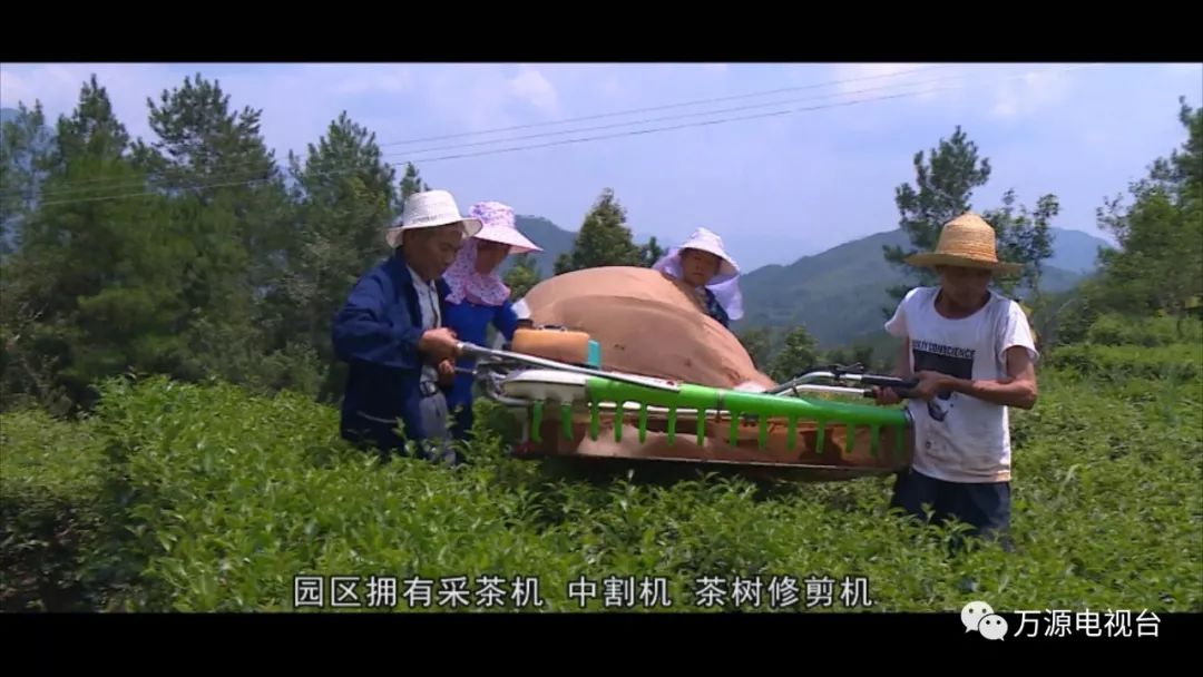 中国富硒茶之都(富硒茶品种)-硒宝网