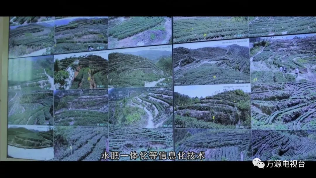 中国富硒茶之都(富硒茶品种)-硒宝网