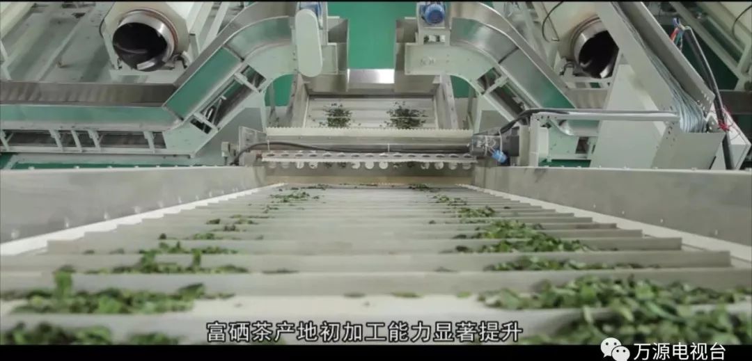 中国富硒茶之都(富硒茶品种)-硒宝网