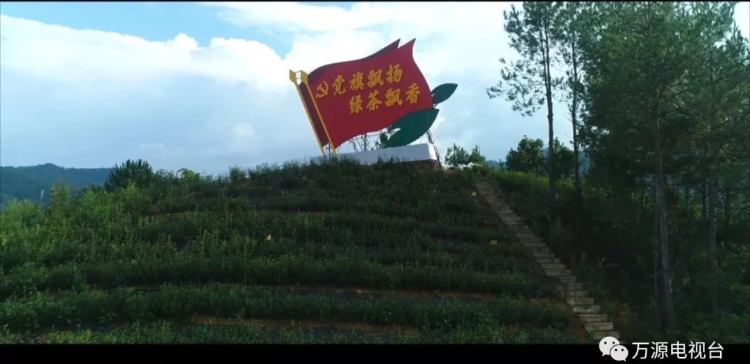 中国富硒茶之都(富硒茶品种)-硒宝网