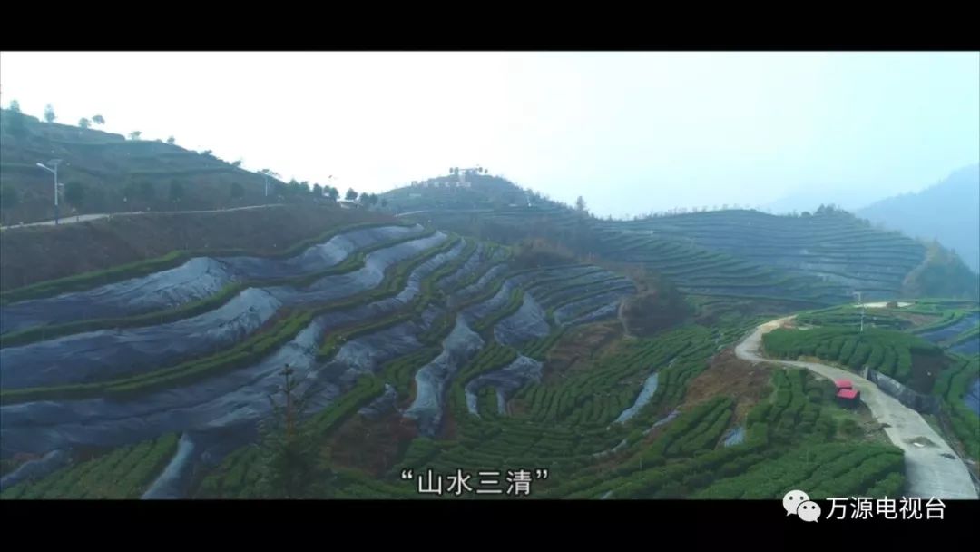 中国富硒茶之都(富硒茶品种)-硒宝网