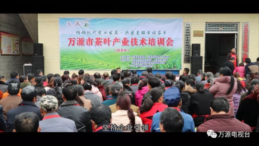 中国富硒茶之都(富硒茶品种)-硒宝网