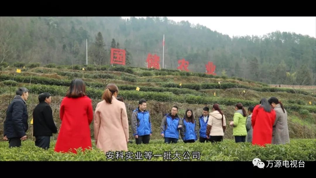 中国富硒茶之都(富硒茶品种)-硒宝网
