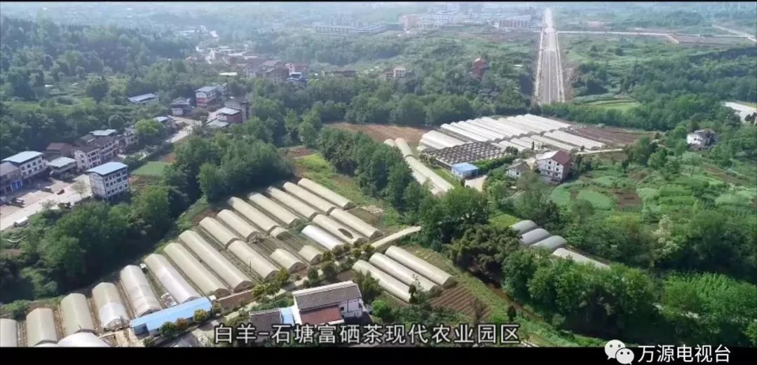 中国富硒茶之都(富硒茶品种)-硒宝网