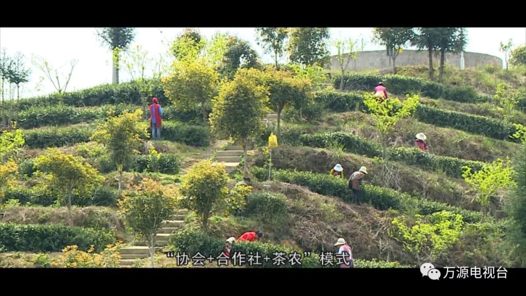 中国富硒茶之都(富硒茶品种)-硒宝网