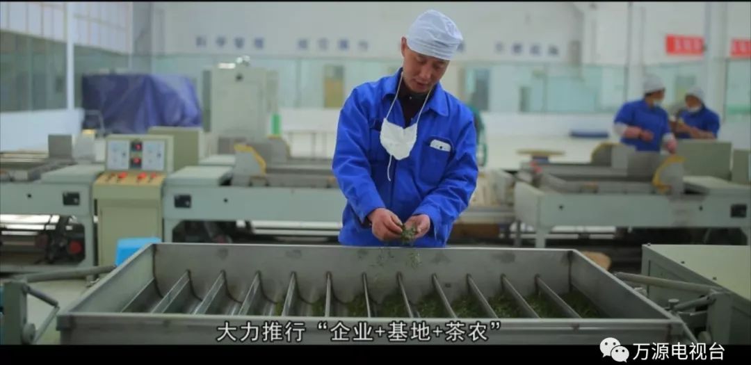 中国富硒茶之都(富硒茶品种)-硒宝网