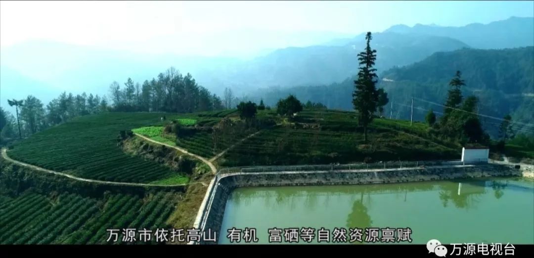 中国富硒茶之都(富硒茶品种)-硒宝网