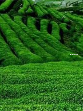 一般茶叶含硒量(茶叶含硒量多少最好)-硒宝网