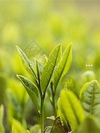 一般茶叶含硒量(茶叶含硒量多少最好)-硒宝网