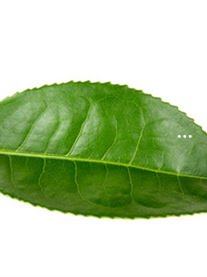一般茶叶含硒量(茶叶含硒量多少最好)-硒宝网
