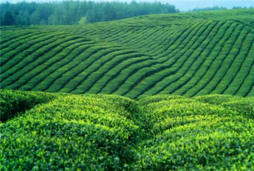 锌硒茶官方网站(锌硒茶特饮)-硒宝网