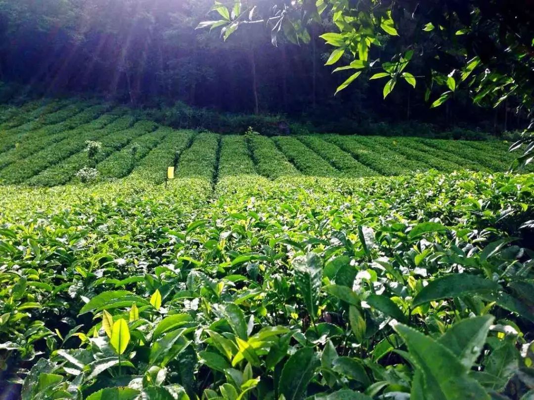 锌硒茶茶文化比赛(凤冈锌硒茶宣传语)-硒宝网