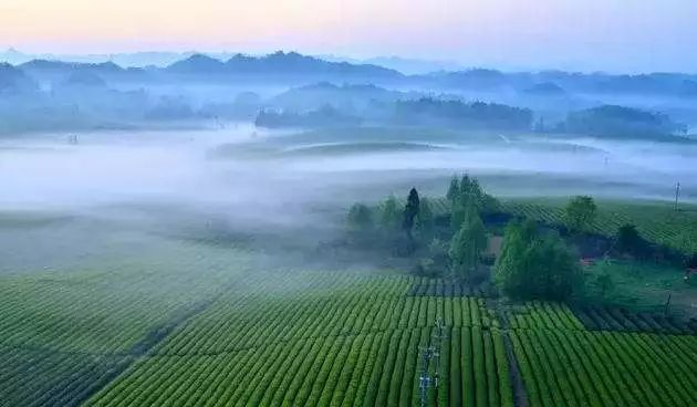 锌硒茶茶文化比赛(凤冈锌硒茶宣传语)-硒宝网