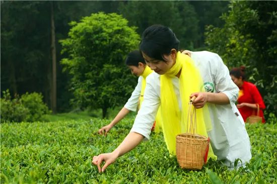 锌硒茶茶文化比赛(凤冈锌硒茶宣传语)-硒宝网