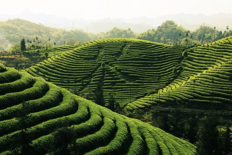 锌硒茶茶文化比赛(凤冈锌硒茶宣传语)-硒宝网