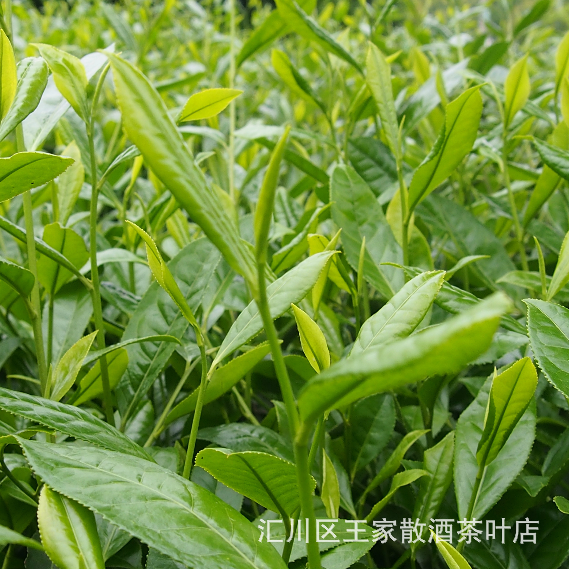 锌硒茶叶提香(硒锌茶是什么茶)-硒宝网