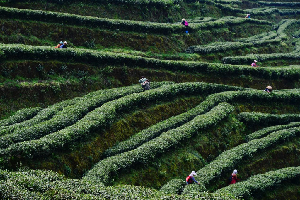仙人岭锌硒茶价格(凤冈锌硒茶产地是哪里)-硒宝网
