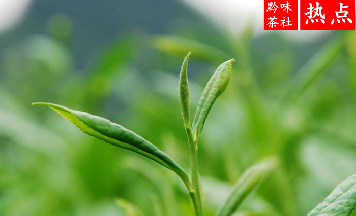 仙人岭锌硒茶有机茶叶有限公司(贵州仙人岭凤冈锌硒茶价格)-硒宝网