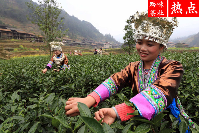 仙人岭锌硒茶有机茶叶有限公司(贵州仙人岭凤冈锌硒茶价格)-硒宝网