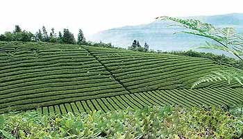 硒部茶业加盟(硒茶小镇董事长)-硒宝网