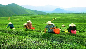 硒部茶业加盟(硒茶小镇董事长)-硒宝网