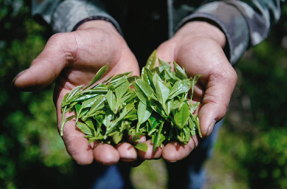 锌硒茶属于什么茶(锌硒茶怎么回事)-硒宝网