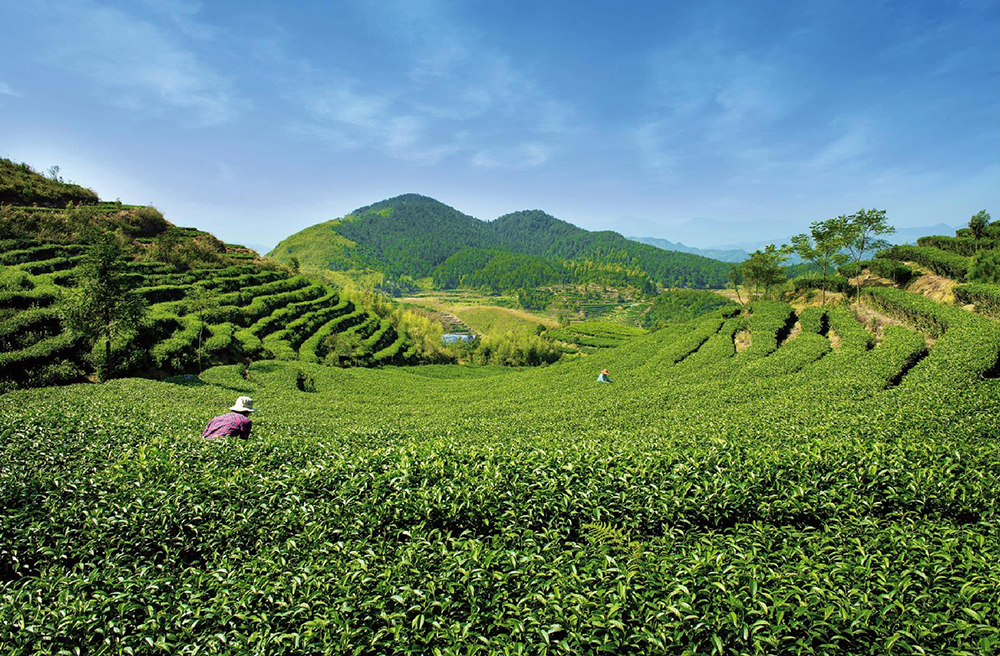 锌硒茶属于什么茶(锌硒茶怎么回事)-硒宝网