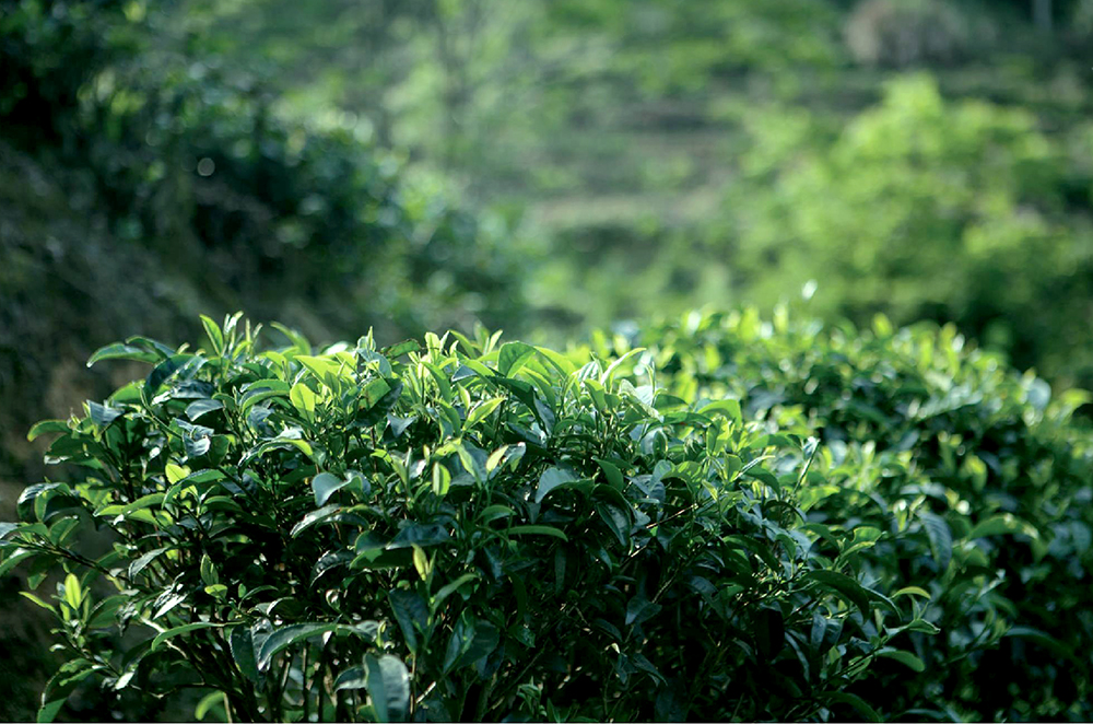 锌硒茶属于什么茶(锌硒茶怎么回事)-硒宝网