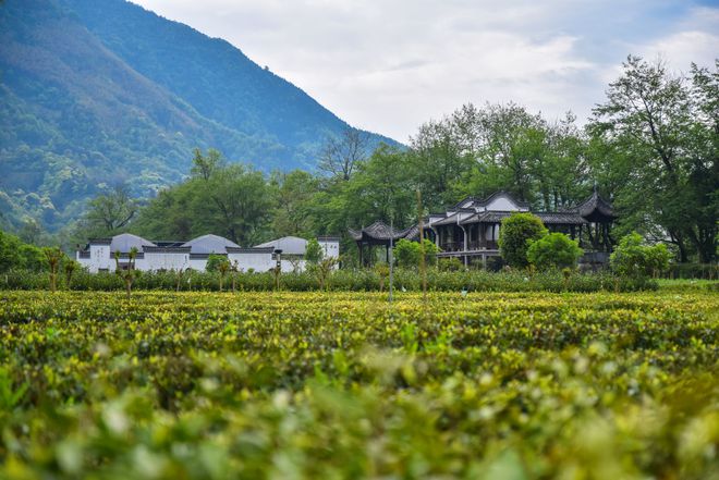 石台硒茶是属于什么茶(石台硒茶价格表一盒)-硒宝网