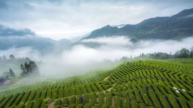 世界硒都恩施玉露茶(恩施富硒茶玉露)-硒宝网