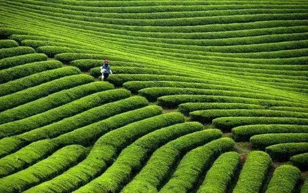 万源市富硒茶(万源富硒茶叶)-硒宝网