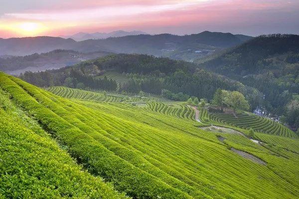 万源市富硒茶(万源富硒茶叶)-硒宝网