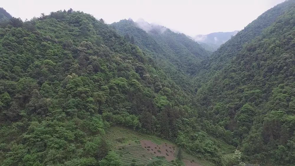 世界硒都恩施玉露茶(恩施玉露茶厂)-硒宝网