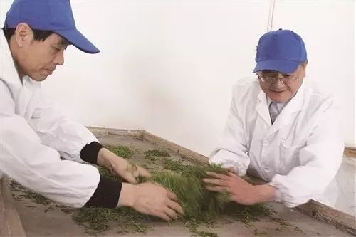 世界硒都恩施玉露茶(恩施玉露茶厂)-硒宝网