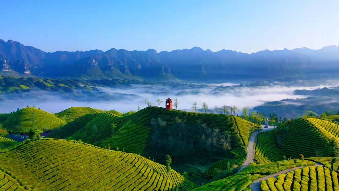 世界硒都恩施玉露茶(恩施硒茶和恩施玉露)-硒宝网