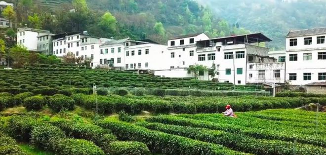 陕西紫阳富硒茶企业(陕西富硒茶叶)-硒宝网