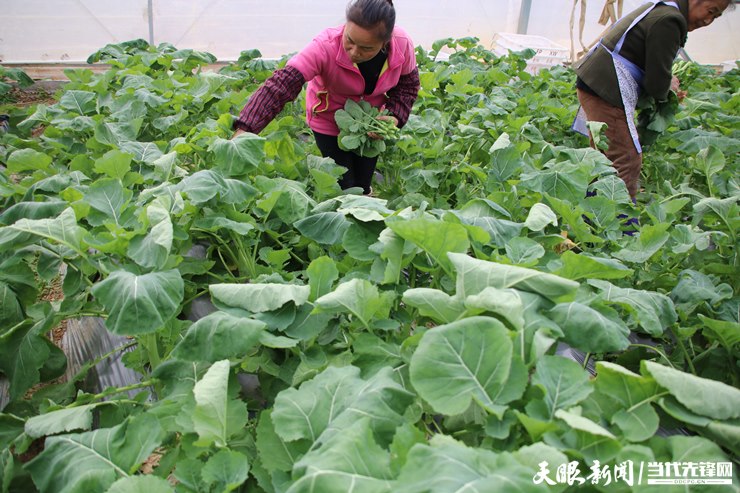 富硒蔬菜有哪些品种(蔬菜品种富硒有哪些)-硒宝网